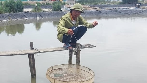 Shrimp farming profession plummets without braking: When will it be like the old days?